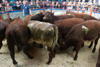 Longtown Mart Kirkcambeck Sale Champion pen of Shorthorn Steers from FW Graham Highfield House_